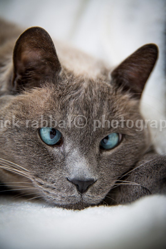 Cross-Eyed Blue Eyed Cat - Digital Download Fine Art Photography Animal Photography Tonkinese Cat - PatrickRabbatPhotos