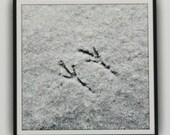 In the Snow, Bird Tracks, Art Photography - GriffinsCloset