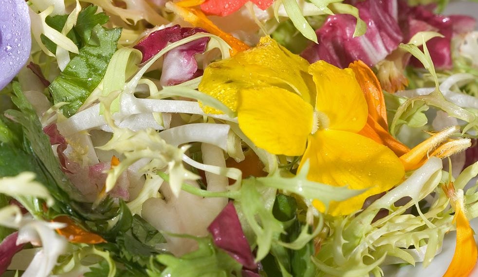 Lettuce, Organic Edible Flower Salad Seeds | Exclusive Blend of Heirloom Lettuce and Flowers - thegardenstudio