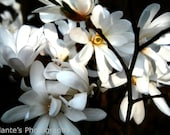 Art Photography Print Flower White Magnolia 30x40cm/11.75"x15.75" - IolantesPhotography
