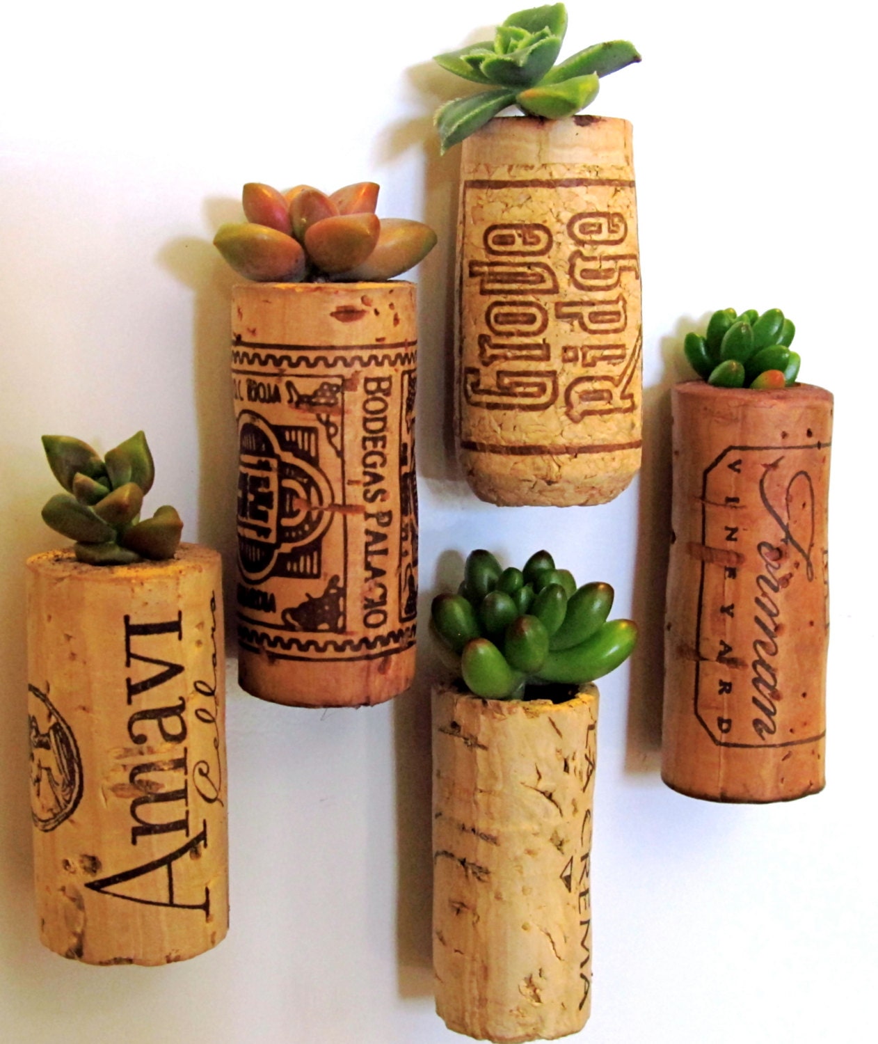 5 Succulent Wine Cork Planters, mounted on magnets - TheLovelySuccubent
