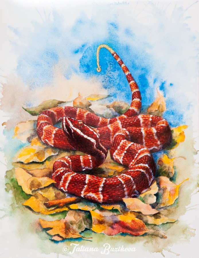 Print Snake from original watercolour painting, Agkistrodon Bilineatus 39x30,5cm - LinkedArts