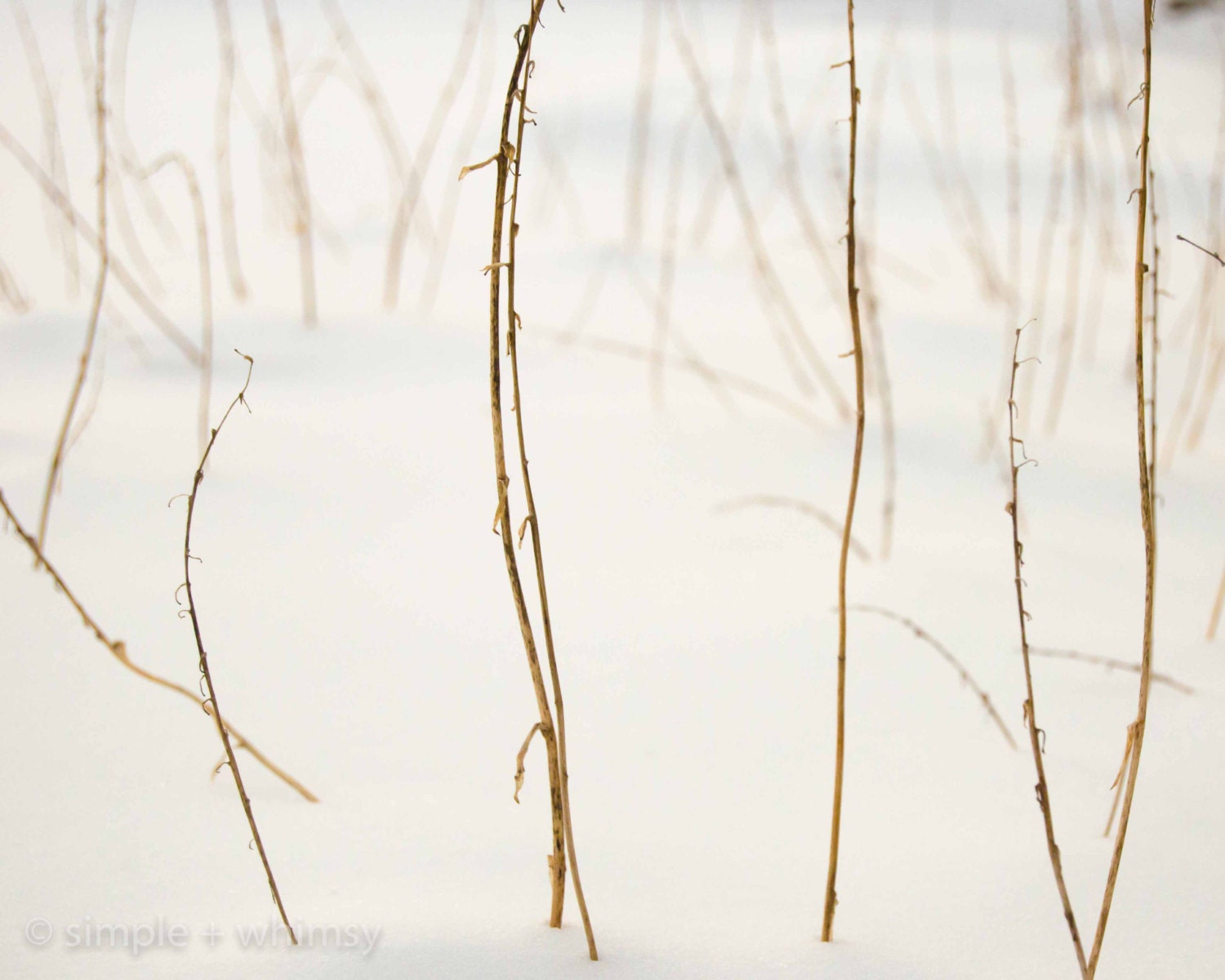 polar vortex : nature photography, winter photography, branches, snow, canvas print, home decor, wall art - SimpleWhimsyPhotos