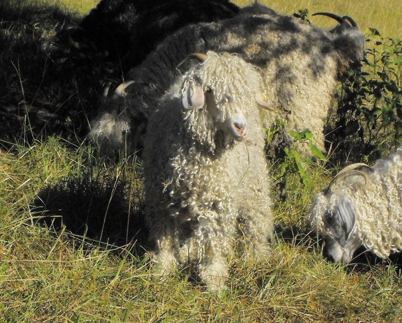 All Natural Organic Mohair Locks in "Vanilla Ice Cream," White, Raw, Unwashed, Pasture-Raised, Hormone-Free, Safe and Natural