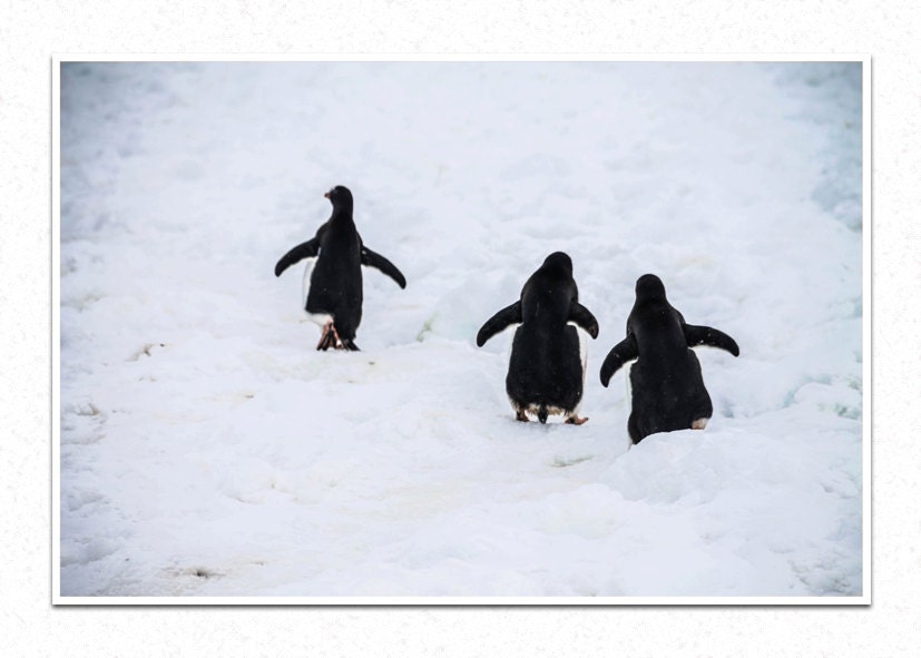Antarctic Threesome, Antarctica, Penguins, Nature Photography, Fine Art Photography, Home Decor - SummitsPhotography