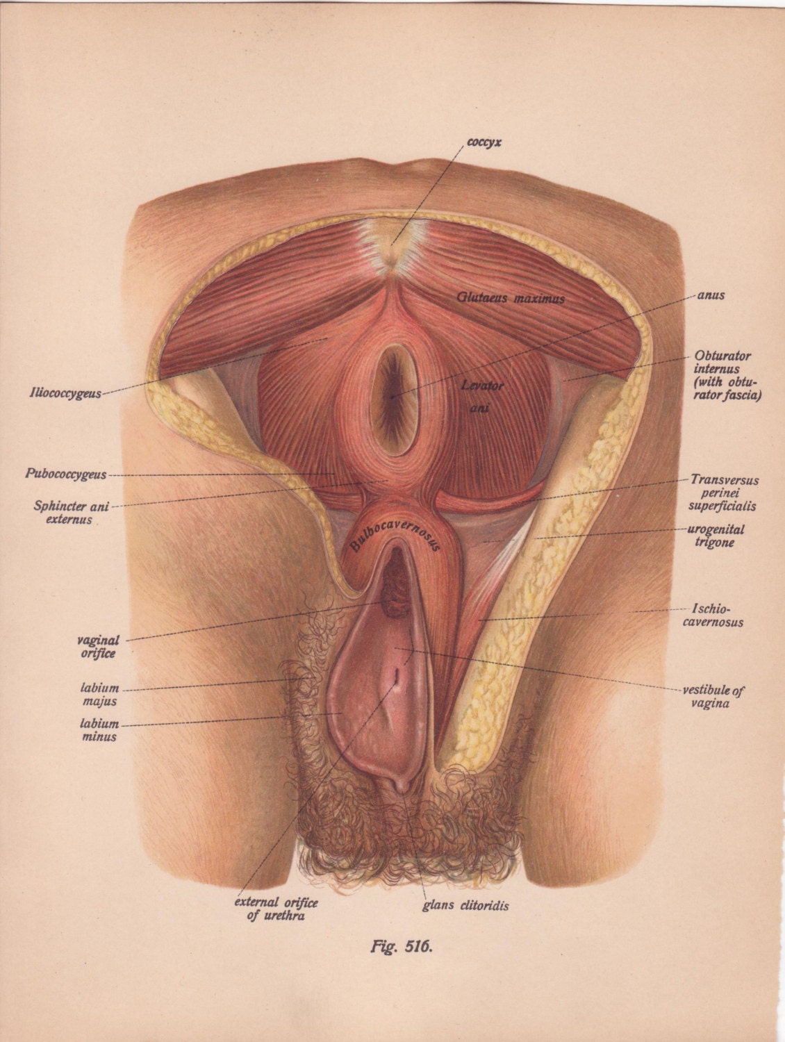 Female vagina and anus pics