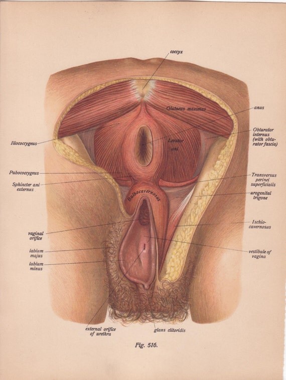 Anus Female 34