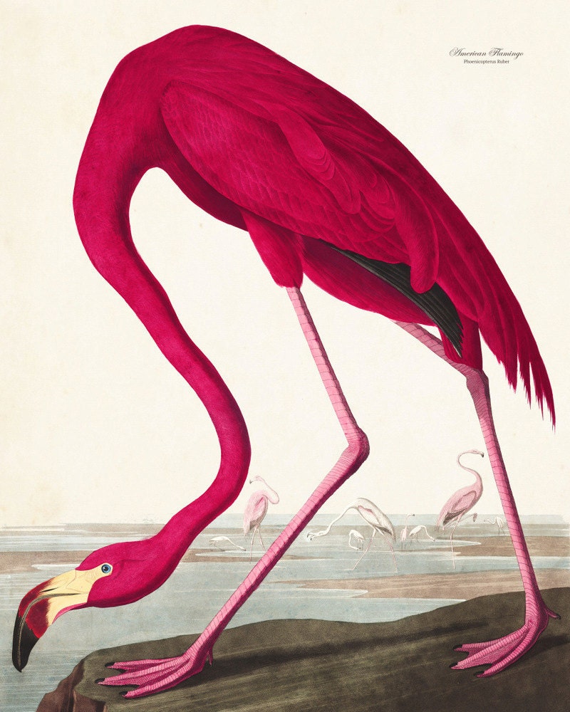 Vintage Audubon Pink Flamingo Bird Print By Bellemergraphics