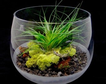 Items similar to Open Bowl Terrarium Dad, Child, and Cherry Blossoms on Etsy