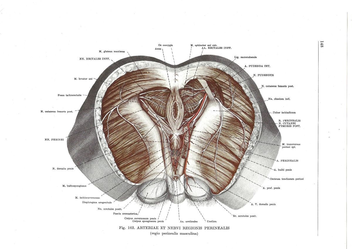 Anus Print Anatomy Poster Anatomical Art By Fromeuropewithlove