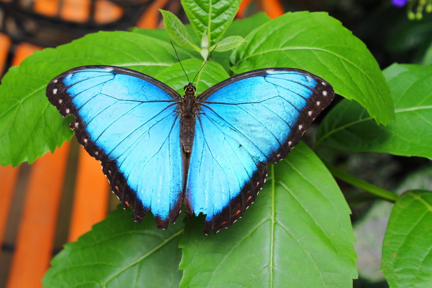 Butterfly Photography Blue Morpho Species Butterfly Wall By Tfas