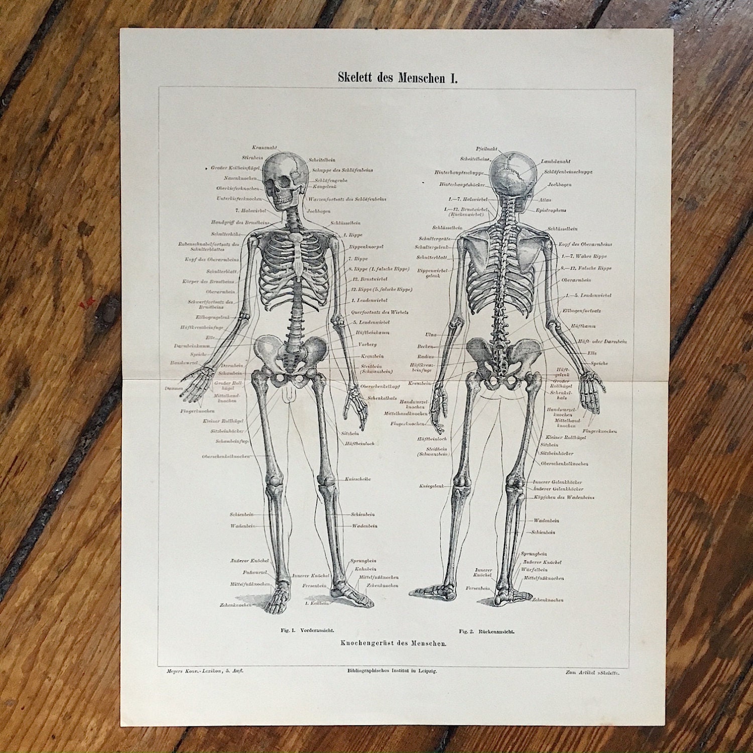 1902 HUMAN ANATOMY Lithograph Pop Up Print By Antiqueprintstore