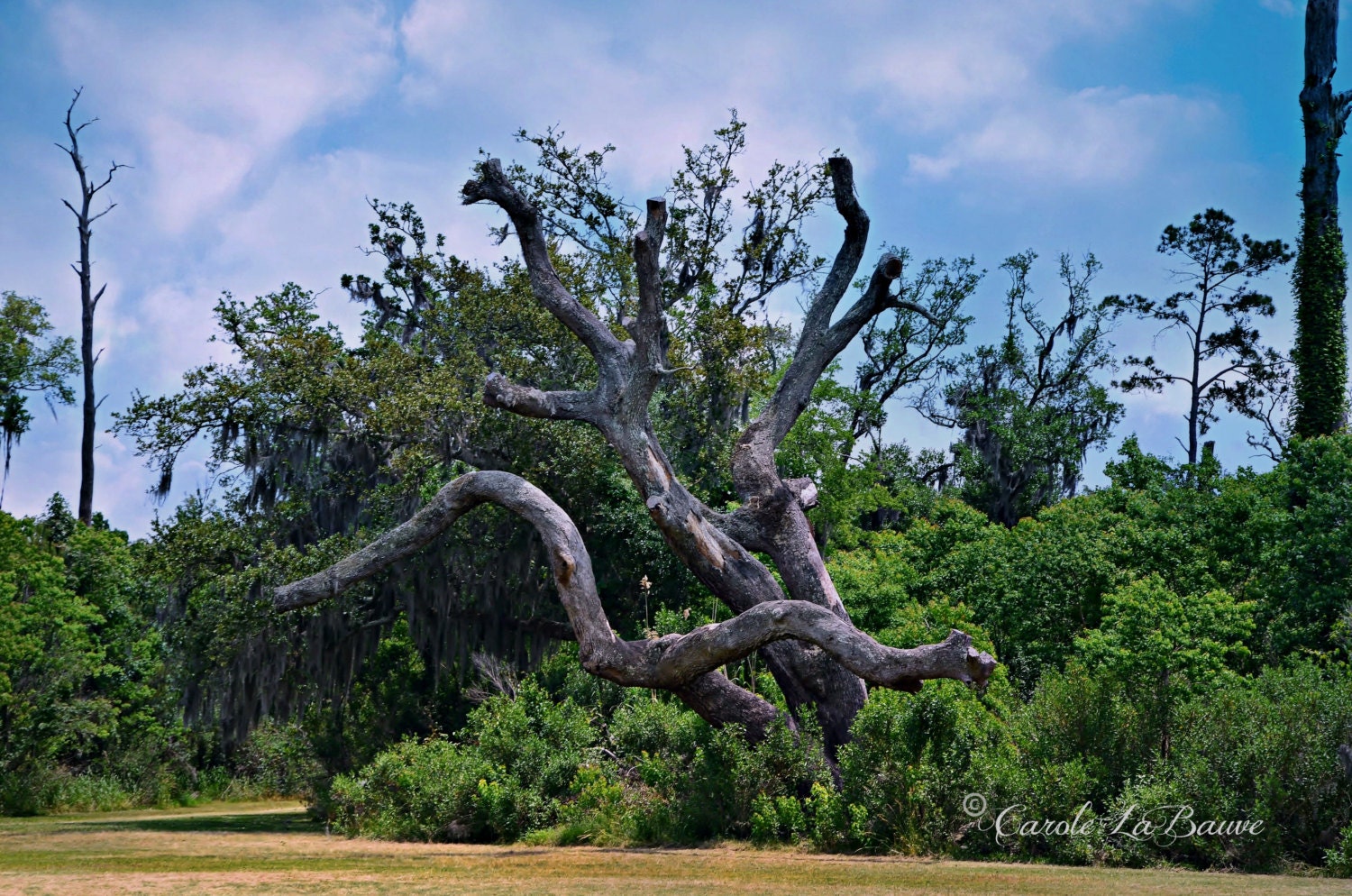 Naked Oak Louisiana Fine Art Nature Photography Live Oak