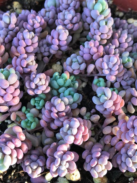 Sedum Dasyphyllum Minor Rainbow Succulent Plant In