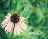 Cone Flower – 5×7 Fine Art Photography by Around the Island Photography