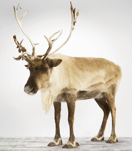 Reindeer, 7 x 8 Fine Art Print