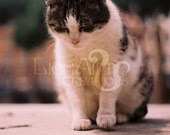 Photo Print-Roman Cat