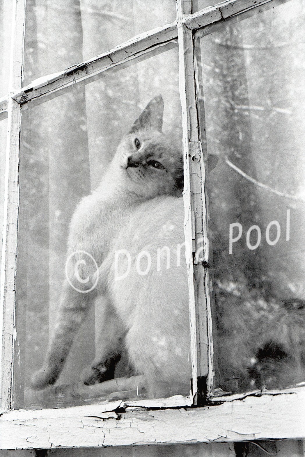Original Photo 5x7 Snowflake in the Window