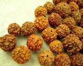 40 Rudrashka Seed Beads, India Rudrashka Seeds, Orange Seed Beads