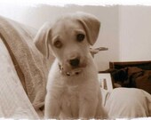 Husky Lab Mix Puppy Handmade Greeting Card for Dog Lovers-Mini Art
