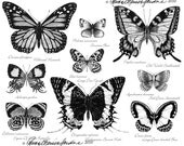 Butterfly Black and White- Hand Signed Glicee Print
