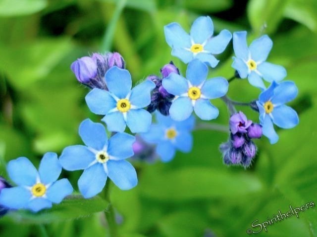 Forget-Me-Not Wildflowers Blue Greeting Card Photograph