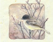 Eastern Phoebe