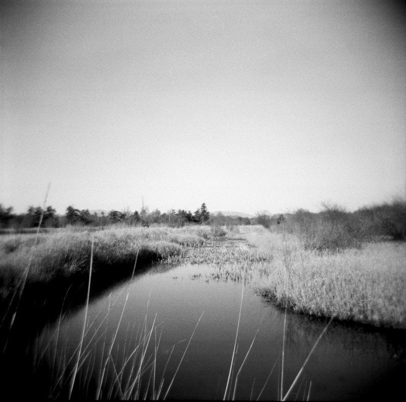 marsh