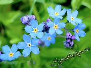 6 Wild Flower cards, photography  flowers