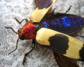 Pink-Headed Jewel Beetle Display
