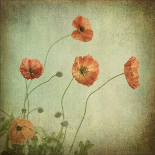 tea stained poppies vintage style garden photo by leaping gazelle studios