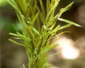 evergreen boughs - paper flowers for gift, wedding, or decor