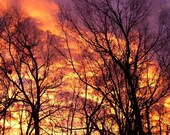 Wild Sunset