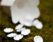 daisy confetti - decorate, toss, or fill an envelope - eco friendly