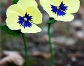 paper pansies -  paper flowers for gift, wedding, or decor