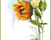 Watercolor of a Sunflower