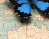 Map of Australia with Blue Mountain Butterfly Display