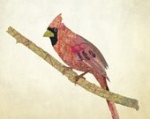 Virginia Northern Cardinal