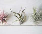 AIRPLANTS GRAB BAG // Three Small Air Plants