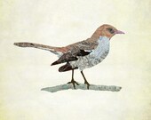 Tennessee Mockingbird