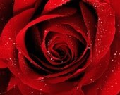 A DOZEN ROSES Luxurious Soap -100 percent Natural, Vegan