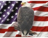 American Flag and Eagle Greeting/Note Card