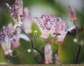 Purple Toad Lily Fine Art Photograph Print Glossy