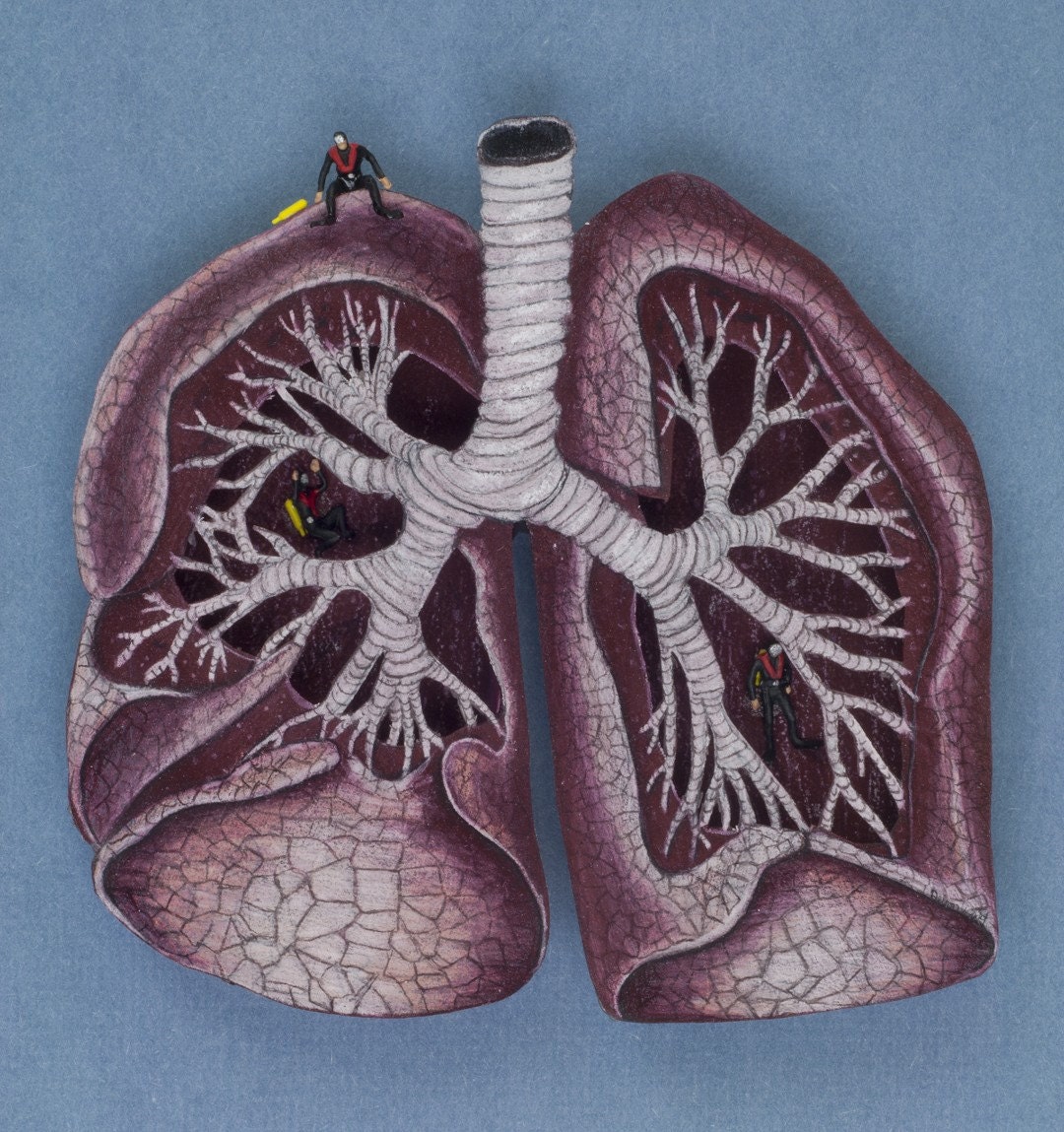 Lungs