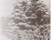 Mildwinter CD