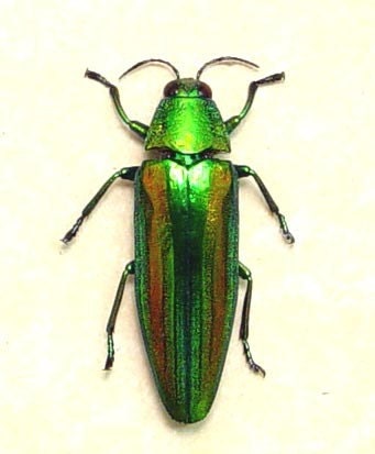 Real Framed Metallic Green Jewel Beetle Display 7916