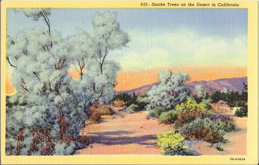 Vintage California Linen Postcard - Smoke Trees on the Desert in California - Unused
