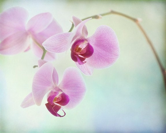 sunday dreaming orchids.... botanical floral photography from Leaping Gazelle Studios
