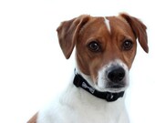 5/8 or 3/4 Inch Wide Dog Collar with Adjustable Buckle or Martingale in Black Tie Affair