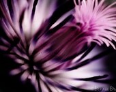 Elegant Clematis 11x14 Fine Art Print - plum purpole magenta macro floral print - affordable home decor